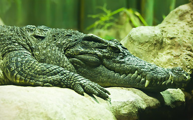 Image showing Crocodile