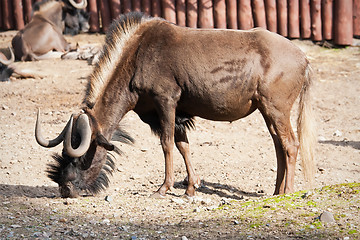Image showing Wildebeest
