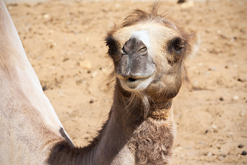 Image showing Camel