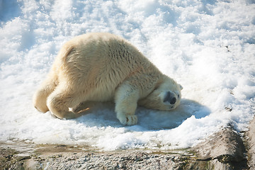 Image showing Polar bear