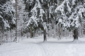 Image showing Winter forest