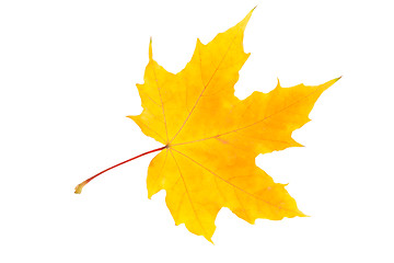 Image showing Maple leaf