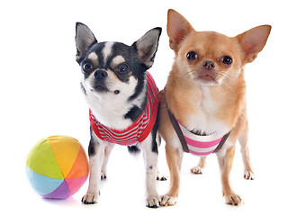 Image showing chihuahuas