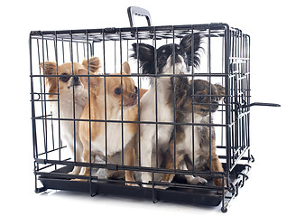 Image showing chihuahuas in kennel
