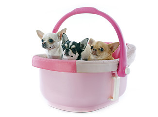 Image showing chihuahuas in cosy