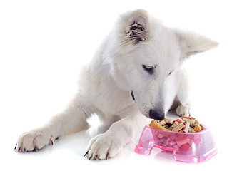 Image showing eating Swiss shepherd 