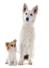 Image showing Swiss shepherd  and chihuahua