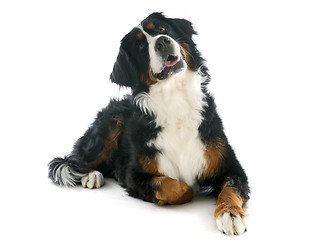 Image showing bernese moutain dog