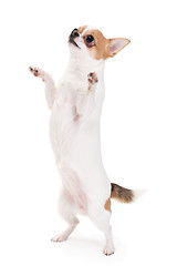 Image showing Playful Chihuahua