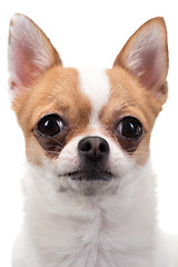 Image showing Closeup portrait of Chihuahua