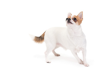 Image showing Playful Chihuahua