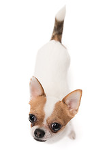 Image showing High angle shot of Chihuahua