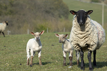 Image showing Yew and Lambs