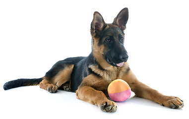 Image showing puppy german shepherd