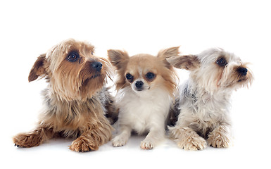 Image showing yorkshire terriers and chihuahua