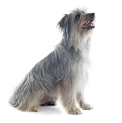 Image showing Pyrenean sheepdog 