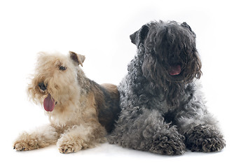 Image showing kerry blue terrier and lakeland terrier