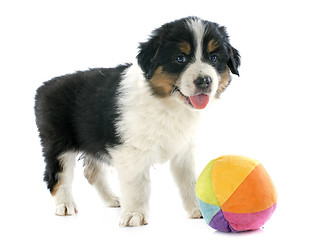 Image showing puppy australian shepherd