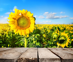 Image showing Table and field of sunflowers