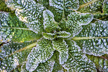 Image showing leaves with ice crystals