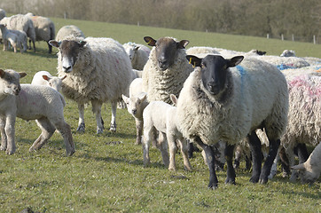 Image showing Flock