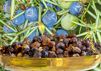 Image showing juniper berries