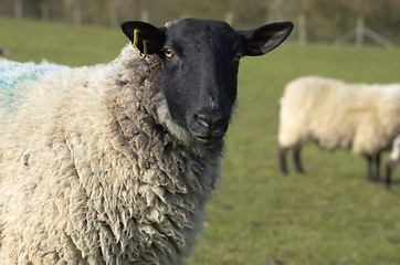 Image showing Ewe