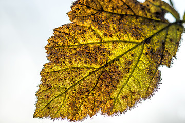 Image showing leaf with ice crystals