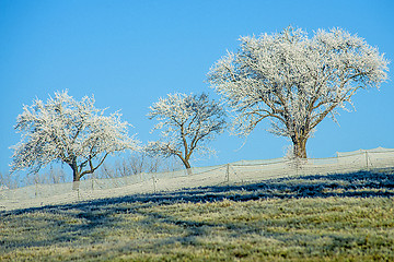 Image showing trees with ice crystals