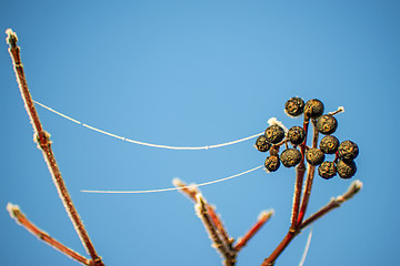 Image showing privet berries with ice chain