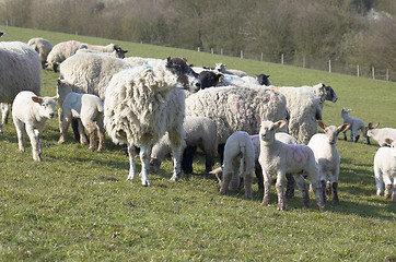 Image showing Flock