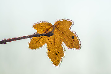 Image showing leaf with ice crystals