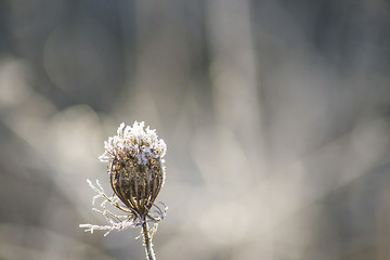 Image showing carrot seeds with ice crystals