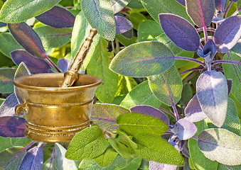 Image showing sage, Salvia officinalis