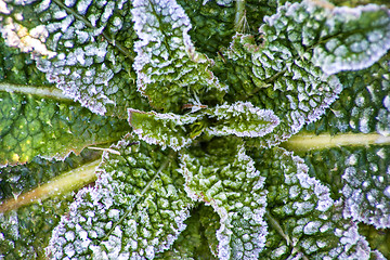 Image showing leaves with ice crystals