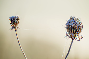 Image showing carrot seeds with ice chain