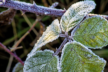 Image showing leaves with ice crystals