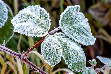 Image showing leaves with ice crystals