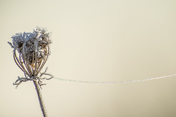 Image showing carrot seeds with ice chain