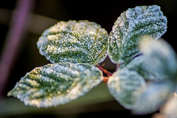 Image showing leaves with ice crystals