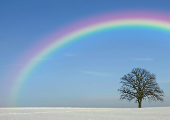 Image showing  tree in wintertime with rainbow