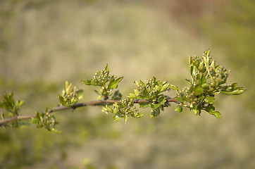 Image showing New leaves