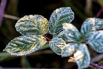 Image showing leaves with ice crystals