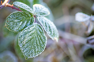 Image showing leaves with ice crystals