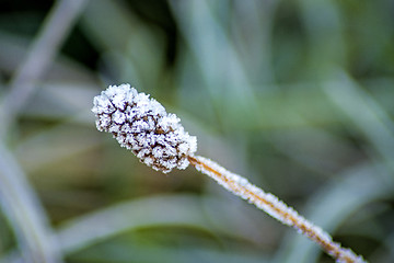 Image showing seeds with ice crystals