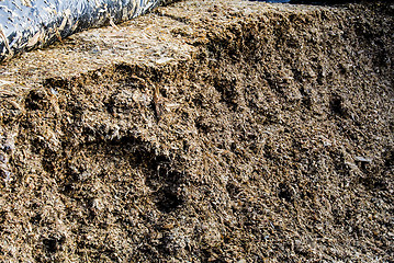 Image showing silage fodder