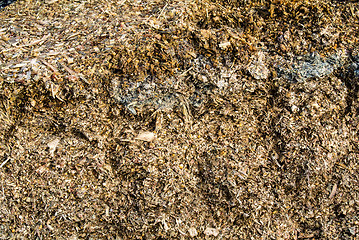 Image showing silage fodder