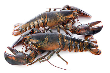 Image showing lobsters