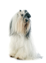 Image showing tibetan terrier