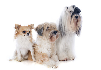 Image showing tibetan terriers and chihuahua